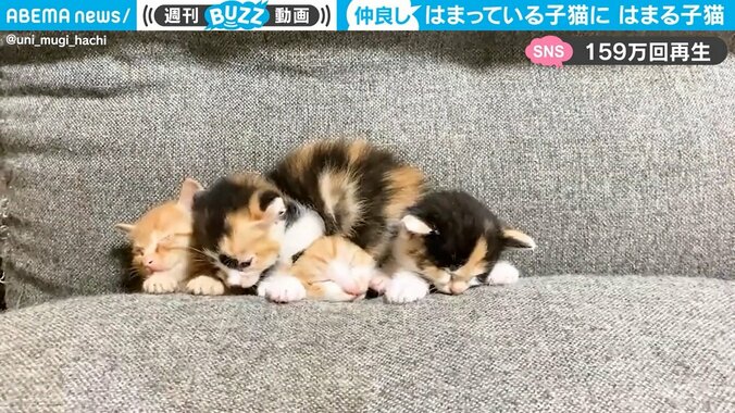 子猫たちがまるで“テトリス”状態 ソファーの隙間で眠る3匹に近づいた1匹の子猫が…「天使が4匹も」「反則級の可愛さ」 1枚目