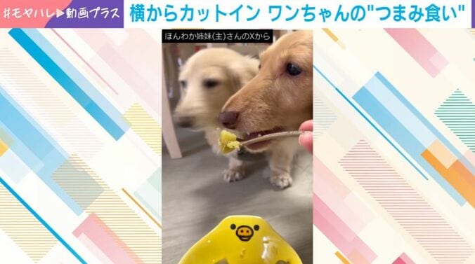 ダックスフント