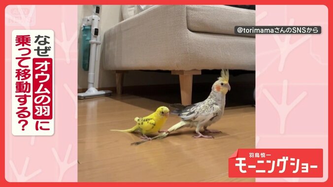 まるでスケボー　オウムの羽を器用に乗りこなすインコさん　オウムさんの気持ちは？ 1枚目