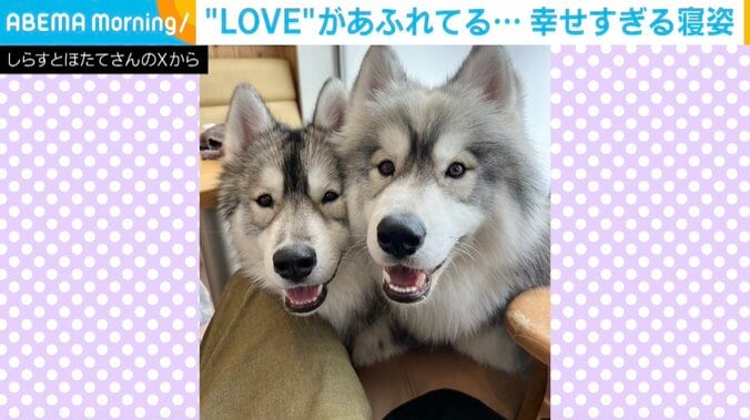 サモスキーの兄弟