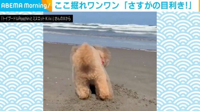 トイプードルのプーチンくん