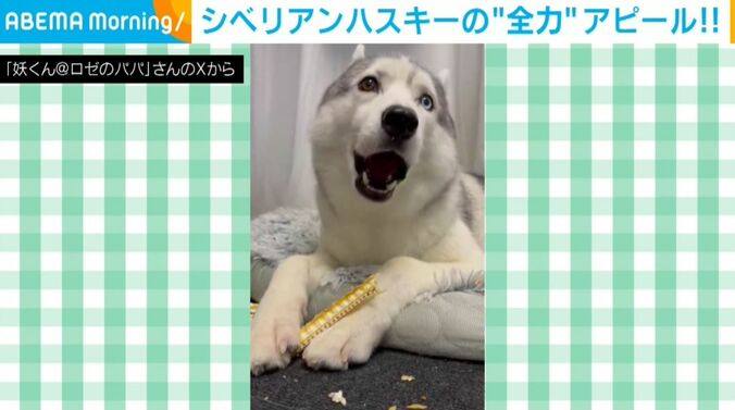 シベリアンハスキーのロゼくん