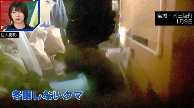 冬眠しないクマ