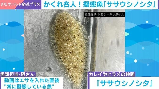 ササウシノシタ
