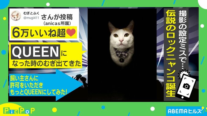 猫がカメラ設定ミスで“QUEEN”化 ジャケ写とそっくりな姿に「頭の中に音楽が流れた」「暗闇から出てきたみたいで面白い」の声 1枚目