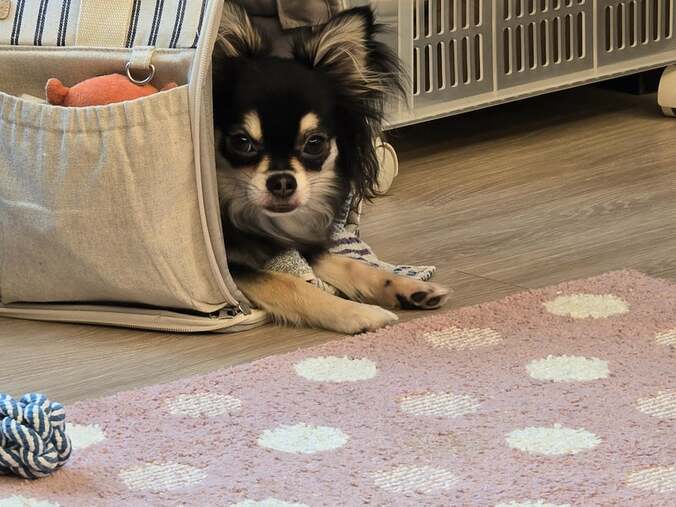 高橋英樹の愛犬・プッチ