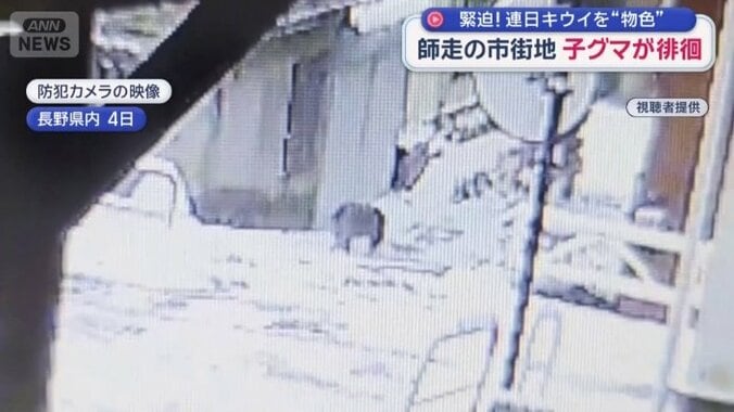 雪の上を駆け抜けるクマ