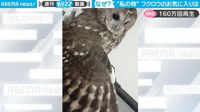 一体、何を隠してるのか？ フクロウが羽根を広げて覆う“渡したくないモノ”とは 「絶対渡さない！」必死さが伝わる動画が話題に 1枚目