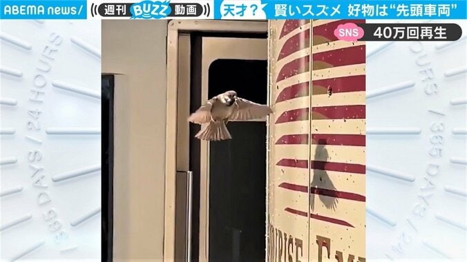 先頭車両で“効率よく”お食事　賢いスズメが「まるでお掃除係」と話題 1枚目