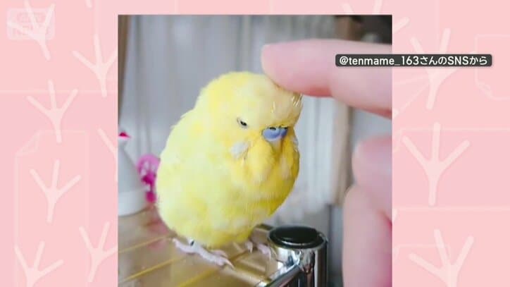 なでられて気持ちいい