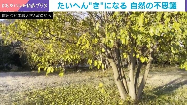 一斉に葉を落とす桑の木