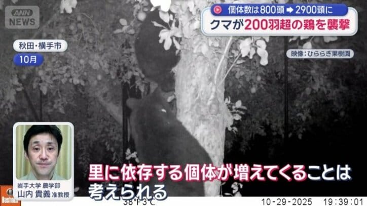 クマの密度が高くなると、エサの競争が始まる