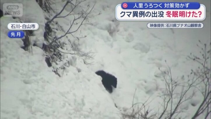 斜面を歩くクマ