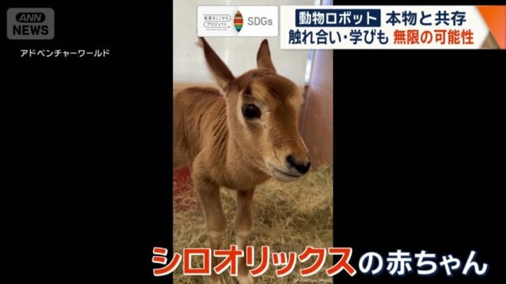 シロオリックスの赤ちゃん
