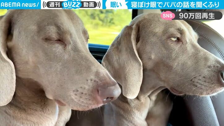 ウトウトするのは人間だけじゃない！ 眠すぎて飼い主の話を聞くフリ… 眠気を我慢するワンコが可愛すぎる 「笑いましたw」「親近感わく」