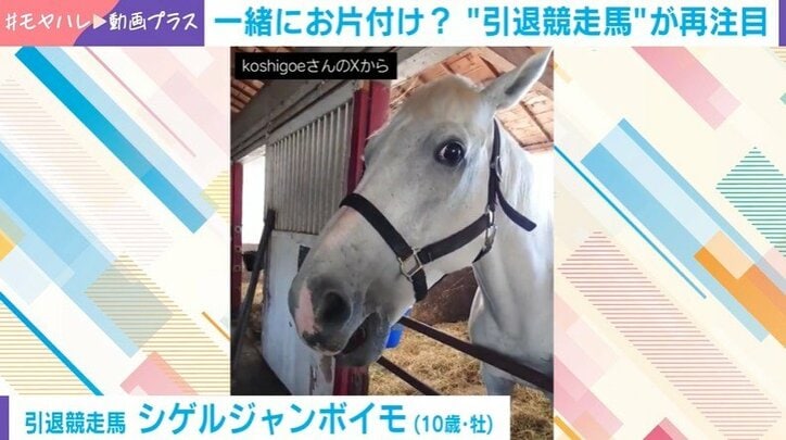 引退競走馬のシゲルジャンボイモ