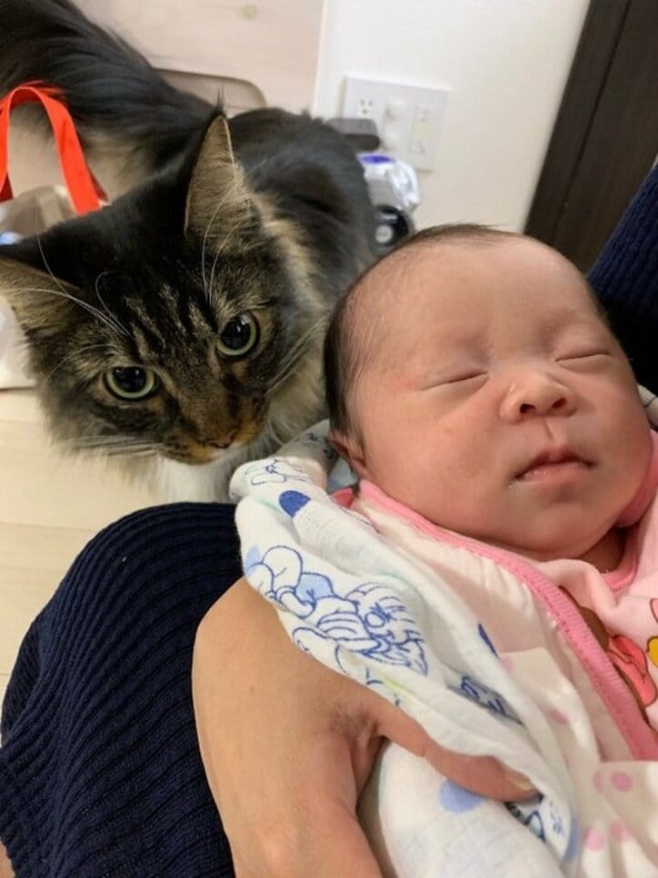 キンタロー。の夫、娘と愛猫の関係性を明かす「めちゃ可愛い」「感動しました」の声