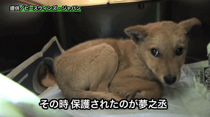 殺処分寸前だった犬 夢之丞 災害現場で働く 救助犬 への挑戦 その他 Abema Times