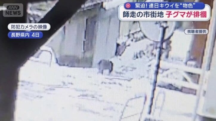 雪の上を駆け抜けるクマ