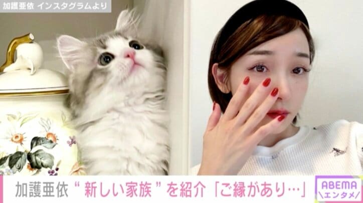 加護亜依、新しい家族「女の子の猫ちゃん」を紹介し「人形みたいに美人」「天使だ」と反響