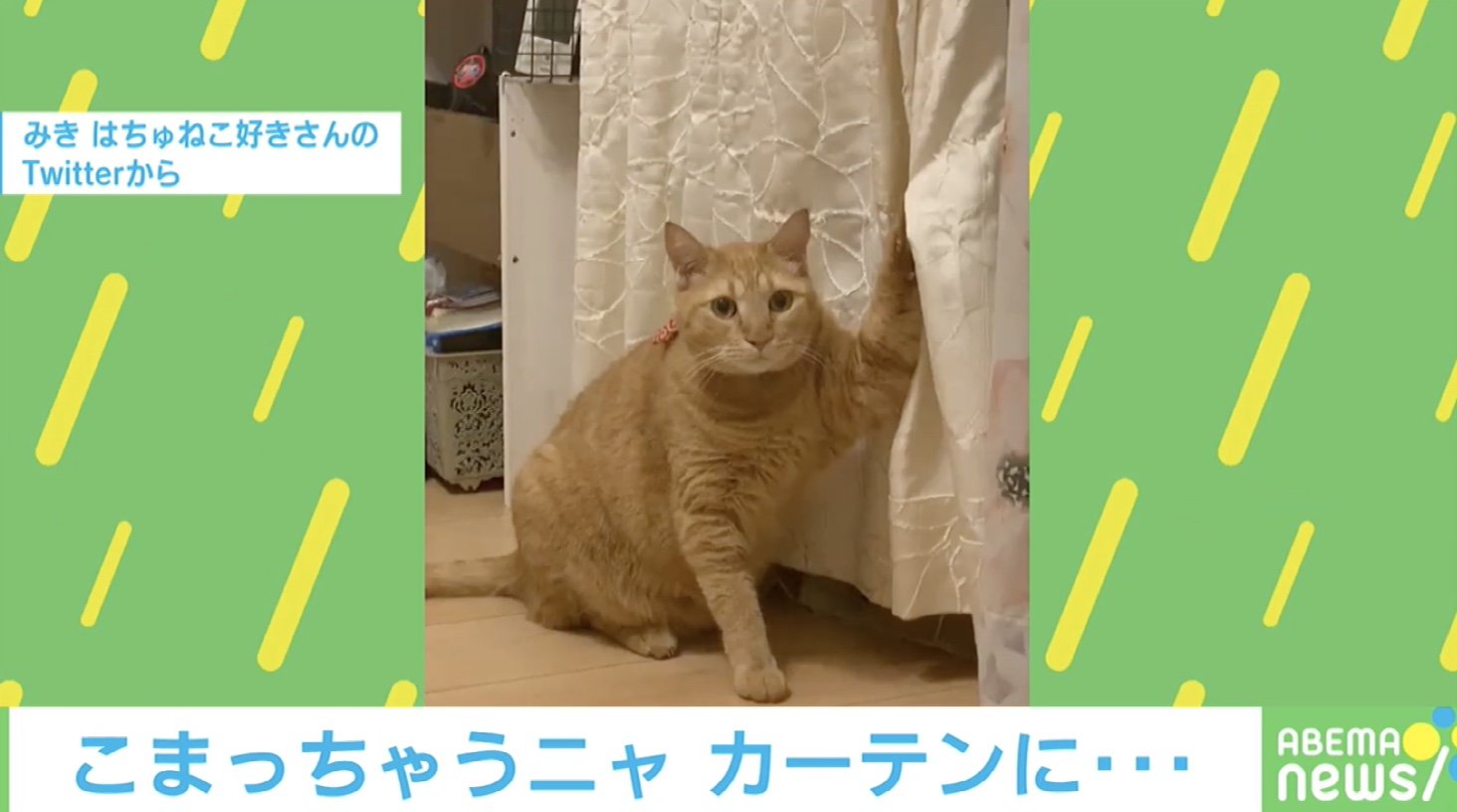 内心焦ってるニャu2026爪研ぎ後の猫を襲った緊迫感ゼロのu201c悲劇u201d 投稿主 