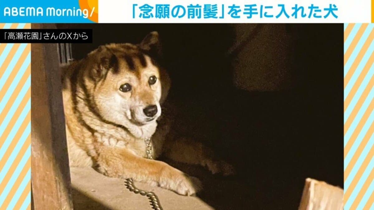 前髪”を手に入れた犬 神妙な顔つきで遠くを見つめる姿に「似合う」「手