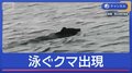 海を泳ぐクマ　車めがけ衝突も　絶景紅葉シーズンの観光地　安全対策は