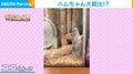 ハムスターが脱出図るも“キュートな転倒” 「コテン」と転がる様子に飼い主「可愛くて思わず撮影」