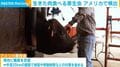 生きた肉食べる寄生虫 アメリカで検出