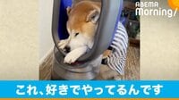 “ダイソンしか勝たん”な柴犬