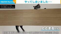 上から飼い主を眺める猫 夕食に落下し部屋が大惨事 飼い主も“夕食まみれ”