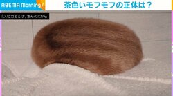 まるでウリ坊!? 茶色い“もふもふな物体”の正体に反響続々