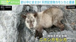 渓流釣り中、天然記念物・ニホンカモシカに遭遇！ ツーショット撮影にも成功