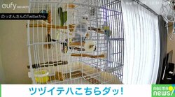 自己主張が激しいインコ!? 留守番中に唐突な“癖のある自己紹介” 「今年一癒やされた」“200万人”がほっこり