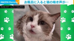 なんて演技派っ！ シャンプーが苦手な猫の“悲しそうな声”で訴える姿が「しっかり文句言っててかわいい」「暴れないで不満だけなの偉い！」と話題