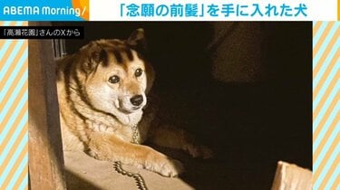 前髪”を手に入れた犬 神妙な顔つきで遠くを見つめる姿に「似合う」「手