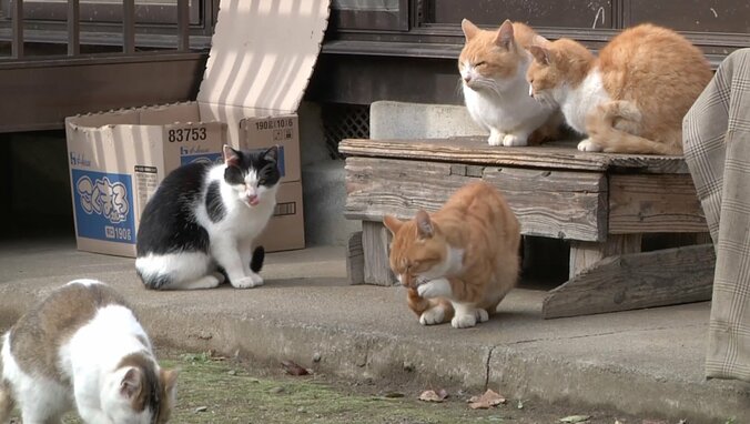 「前の猫は一体…？」長野・安曇野の猫が大集合　美しい風景＆猫にまったり癒されるにゃ 13枚目