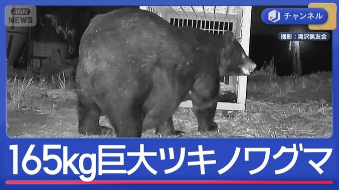 クマ対策の最前線　高い学習能力との攻防戦 1枚目