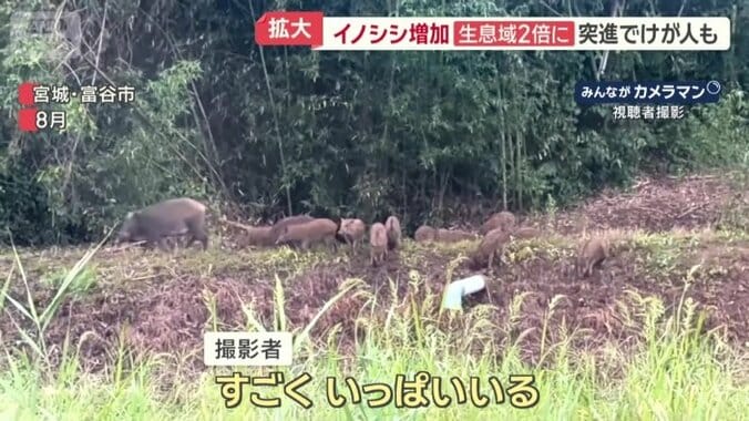 宮城県富谷市では10頭以上の大群が出没