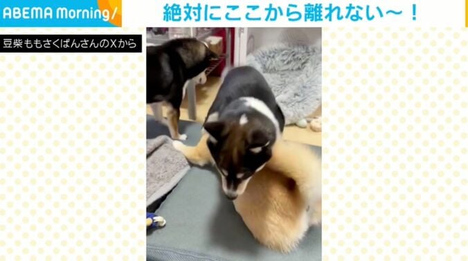鬼山桃ノ助くん