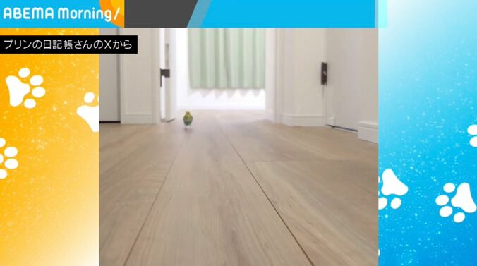 インコのプリンちゃん