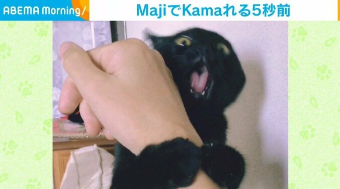 “狩り”をする目で甘噛する猫 本気の姿に飼い主「Maji（まじ）でKama（かま）れる5秒前」 1枚目