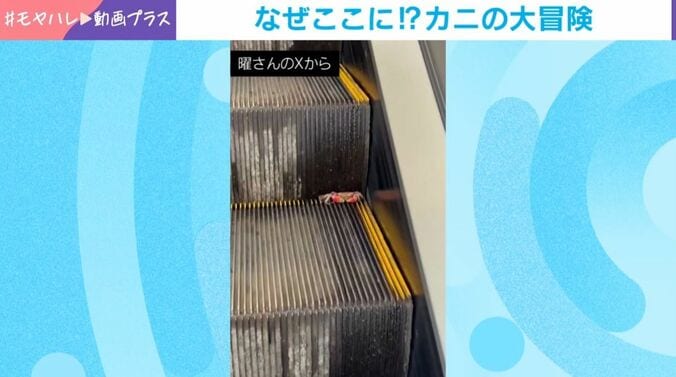 エスカレーターに“謎のカニ”