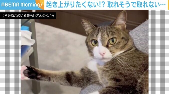 ネコのちょげまるくん（2歳）