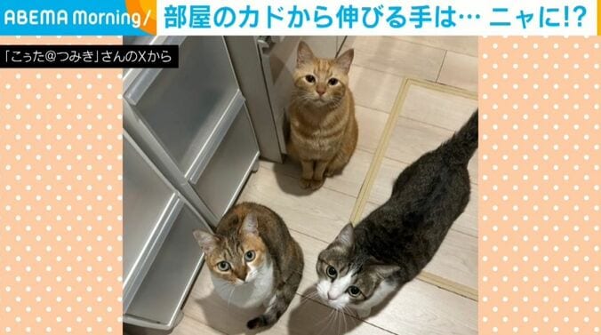 猫のとらくんたち