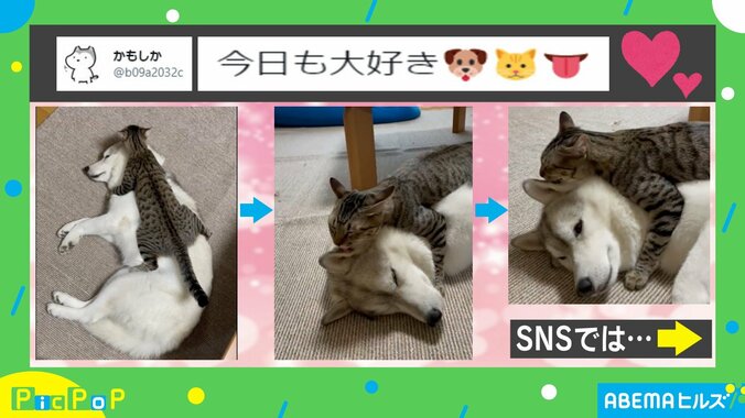 抱きしめた状態でイヌの耳を舐めるネコにネット民悶絶！ 飼い主「本当に仲良しです」 1枚目