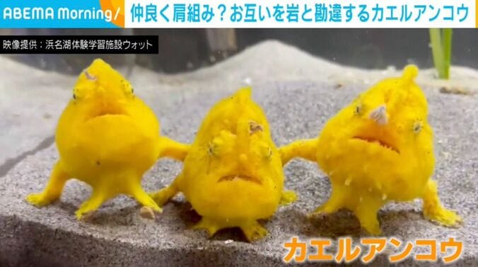 3匹のカエルアンコウ