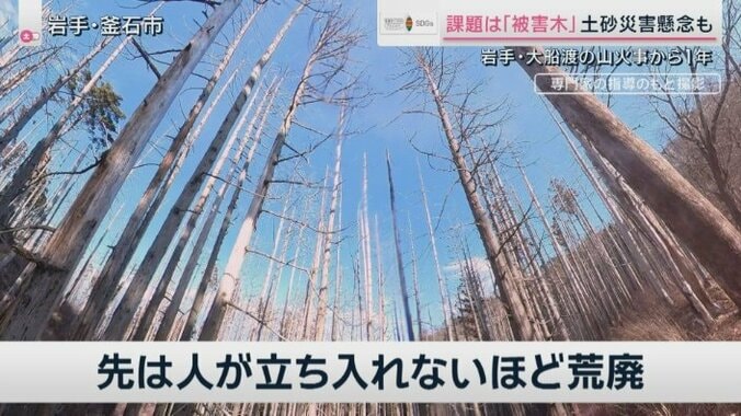 8年前の山火事現場「大船渡の将来予測」