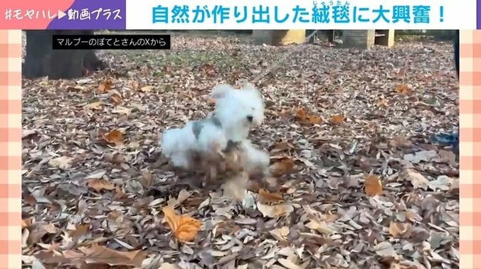 大興奮のマルプー