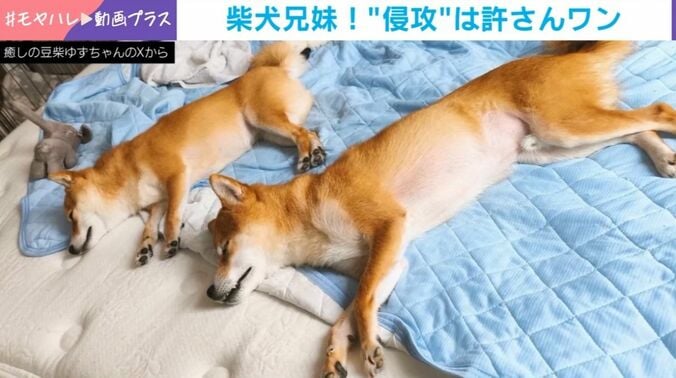 ゆずちゃんとむぎくん